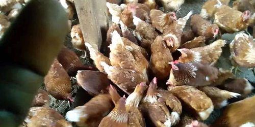 Brigitte KOUMBA's poultry farm